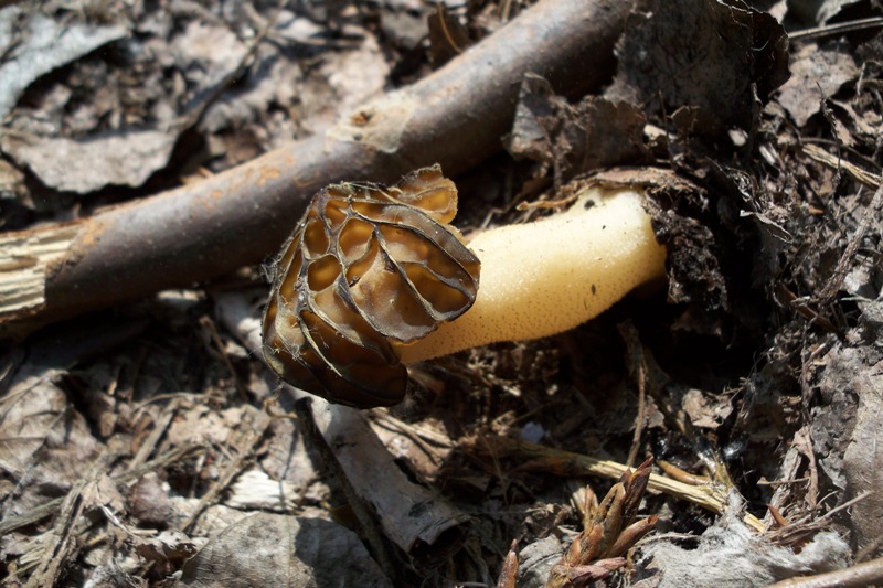 Funghi sotto casa